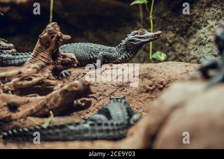 Niedliche Baby Krokodile liegen auf Felsen in schönen Gehege erstaunlich zoo Stockfoto