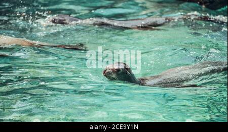 Gruppe von niedlichen Robben schwimmen im sauberen Wasser des Zoos Teich Stockfoto