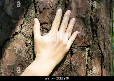 Weiße männliche Hand, die die Rinde eines alten Zedernbaums berührt. Stockfoto