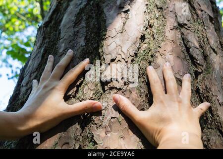 Weiße männliche Hand, die die Rinde eines alten Zedernbaums berührt. Stockfoto