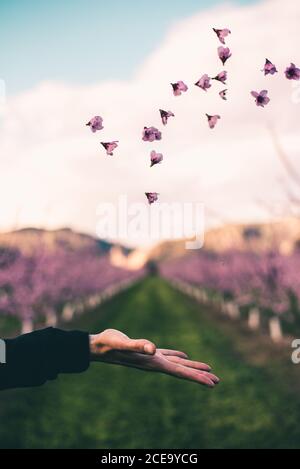 Ernte Hand von unkenntlich Person werfen rosa Blumen im Garten. Stockfoto
