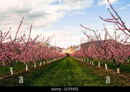 Perspektivische Ansicht, um im Garten mit rosa blühenden schönen Blumen rudern. Stockfoto