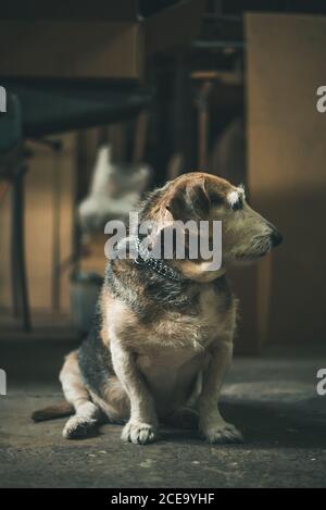 Trauriger alter Hund, der auf dem Boden sitzt und auf die Kamera schaut. Stockfoto