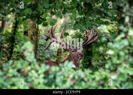 Red Deer Stag für Erwachsene, Somerset, Großbritannien. Cervus elaphus Stockfoto