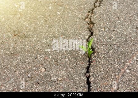 Grüne Pflanze wächst aus Riss in Asphalt. Stockfoto