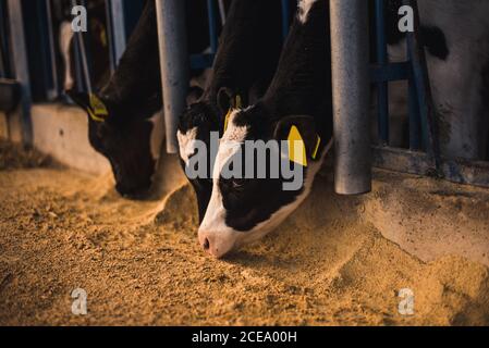 Entzückende Kälber stehen und Heu vom Boden nehmen in Corral auf dem Bauernhof. Stockfoto