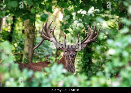 Red Deer Stag für Erwachsene, Somerset, Großbritannien. Cervus elaphus Stockfoto