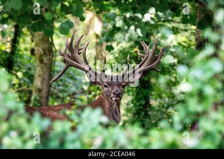 Red Deer Stag für Erwachsene, Somerset, Großbritannien. Cervus elaphus Stockfoto