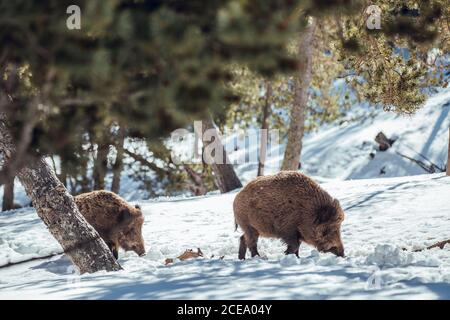 Herde von Wildschweinen, die im Winterwald in der Nähe von Bergen in Les Angles, Pyrenäen, Frankreich weiden Stockfoto