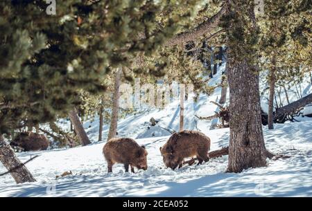 Herde von Wildschweinen, die im Winterwald in der Nähe von Bergen in Les Angles, Pyrenäen, Frankreich weiden Stockfoto