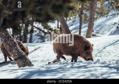 Herde von Wildschweinen, die im Winterwald in der Nähe von Bergen in Les Angles, Pyrenäen, Frankreich weiden Stockfoto