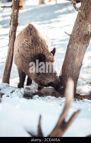 Wildschwein pasting im Winterwald in der Nähe der Berge in Les Angles, Pyrenäen, Frankreich Stockfoto