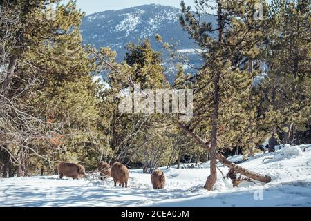 Herde von Wildschweinen, die im Winterwald in der Nähe von Bergen in Les Angles, Pyrenäen, Frankreich weiden Stockfoto