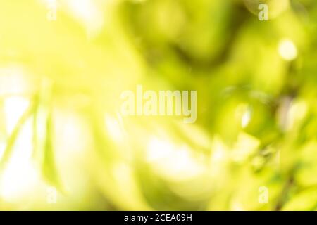 Schönes grünes Blatt auf verschwommenem Grün Hintergrund im Garten. Weich hinterlässt Hintergrund mit Kopierplatz. Stockfoto