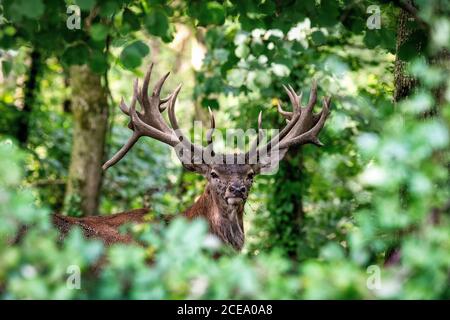 Red Deer Stag für Erwachsene, Somerset, Großbritannien. Cervus elaphus Stockfoto