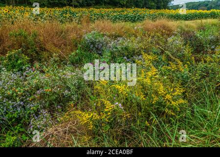 Goldene Rute und hohe Gräser unter den anderen bunten Wildblumen Mit Reihen von Sonnenblumen und den Wäldern im Hintergrund An einem bewölkten Tag im Herbst Stockfoto