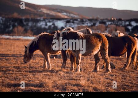 Seitenansicht von schönen Pferden pastend auf Wiese zwischen Bergen bei Sonnenuntergang in Cerdanya, Frankreich Stockfoto