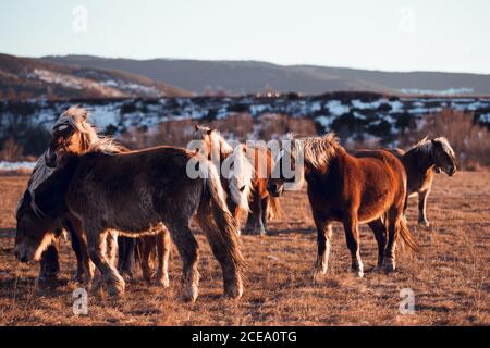 Seitenansicht von schönen Pferden pastend auf Wiese zwischen Bergen bei Sonnenuntergang in Cerdanya, Frankreich Stockfoto