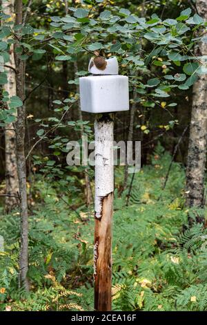 Mineralleck, ein Salzblock auf einer Stange, im finnischen Wald Stockfoto