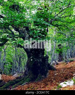 Alter Baum im Frühling, gelegen im Stausee Riaño, in der Provinz León in Spanien Stockfoto