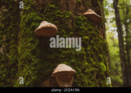Nahaufnahme des Baumstamms mit Moos und Pilzen bedeckt in erstaunlichen Wald in Bulgarien, Balkan Stockfoto