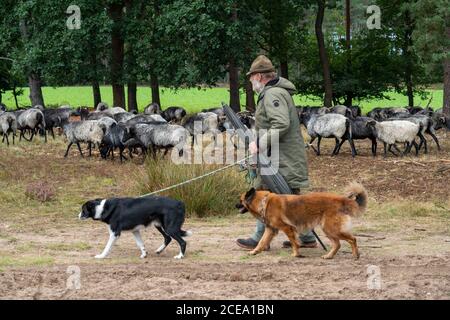 Heidschnucken Schafherde, in der Höpener Heide, Schneverdingen, Heideblüte der Besenheide, im Naturschutzgebiet Lüneburger Heide, Niedersachsen Stockfoto