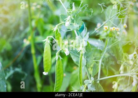 Frische hellgrüne Erbsenschoten. PEA-Anbau im Freien und ein verschwommener Hintergrund. Stockfoto