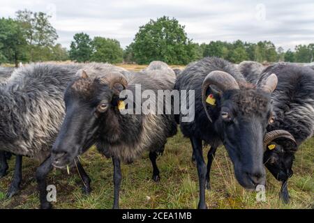 Heidschnucken Schafherde, in der Höpener Heide, Schneverdingen, Heideblüte der Besenheide, im Naturschutzgebiet Lüneburger Heide, Niedersachsen Stockfoto