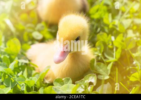 Kopf eines niedlichen kleinen Neugeborenen gelb Enten in grünem Gras. Ein neu geschlüpftes Entlein. Stockfoto