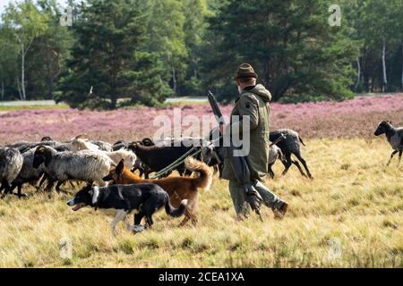 Heidschnucken Schafherde, in der Höpener Heide, Schneverdingen, Heideblüte der Besenheide, im Naturschutzgebiet Lüneburger Heide, Niedersachsen Stockfoto