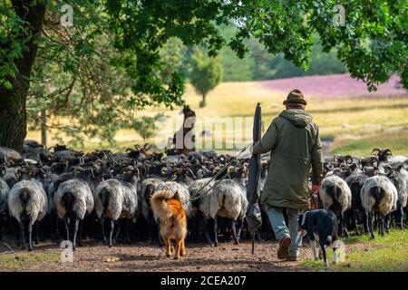 Heidschnucken Schafherde, in der Höpener Heide, Schneverdingen, Heideblüte der Besenheide, im Naturschutzgebiet Lüneburger Heide, Niedersachsen Stockfoto