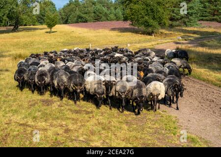 Heidschnucken Schafherde, in der Höpener Heide, Schneverdingen, Heideblüte der Besenheide, im Naturschutzgebiet Lüneburger Heide, Niedersachsen Stockfoto