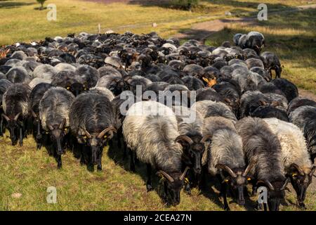 Heidschnucken Schafherde, in der Höpener Heide, Schneverdingen, Heideblüte der Besenheide, im Naturschutzgebiet Lüneburger Heide, Niedersachsen Stockfoto