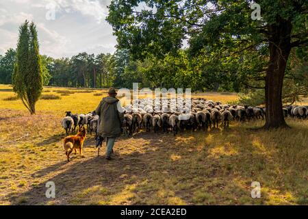 Heidschnucken Schafherde, in der Höpener Heide, Schneverdingen, Heideblüte der Besenheide, im Naturschutzgebiet Lüneburger Heide, Niedersachsen Stockfoto