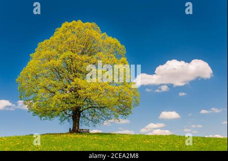 Große alte Linde mit perfekter Baumkrone im Frühling Stockfoto