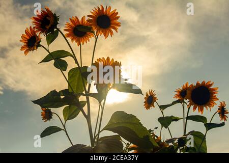 Hintergrundbeleuchtetes Weitwinkelbild von ausgewachsenen Sonnenblumen (Helianthus) Pflanzen in einem Bauernhof. Das Bild zeigt mehrere Blumen, die von der Sonne abgewandt sind, während Sonnenlicht, Stockfoto