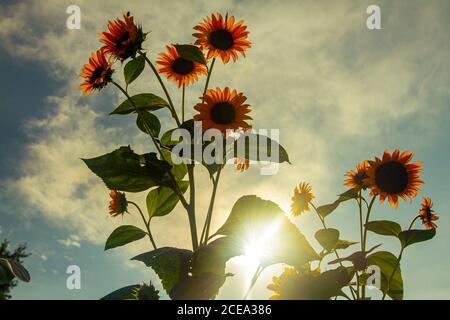 Hintergrundbeleuchtetes Weitwinkelbild von ausgewachsenen Sonnenblumen (Helianthus) Pflanzen in einem Bauernhof. Das Bild zeigt mehrere Blumen, die von der Sonne abgewandt sind, während Sonnenlicht, Stockfoto