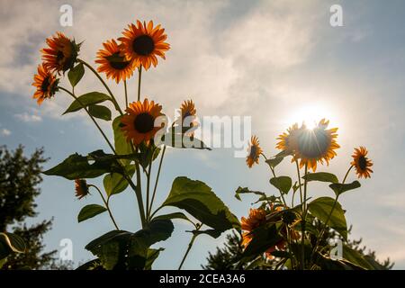 Hintergrundbeleuchtetes Weitwinkelbild von ausgewachsenen Sonnenblumen (Helianthus) Pflanzen in einem Bauernhof. Das Bild zeigt mehrere Blumen, die von der Sonne abgewandt sind, während Sonnenlicht, Stockfoto