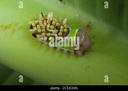 Sattelstütze Caterpillar mit Braconid Wasp Kokons Stockfoto