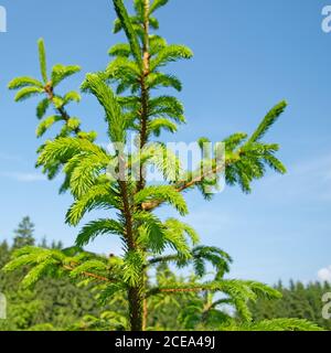 Fichtenzweige in einer Nahaufnahme Stockfoto