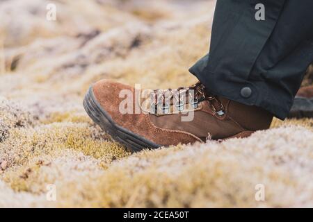 Crop Ansicht des Fußes in braunem Wildleder Trekking Stiefel Stepping Auf Steinen, die vollständig mit weichem, kurzen gelben Moos bedeckt sind? In Island Stockfoto