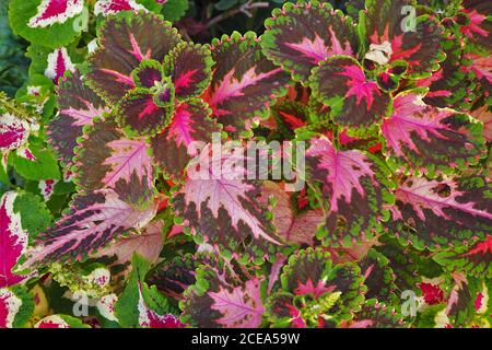 Nahaufnahme der mehrfarbigen blühenden Pflanze, Coleus. Stockfoto