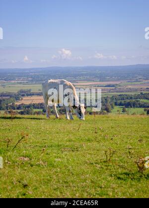 Kühe grasen auf Firle Beacon Spätsommer, East Sussex, Großbritannien Stockfoto