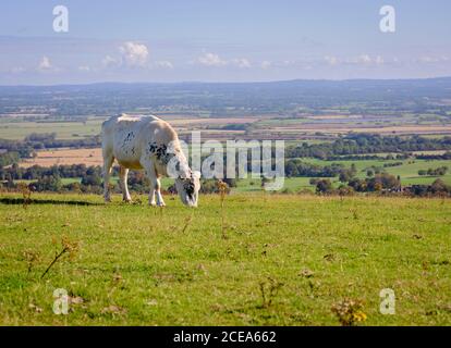 Kühe grasen auf Firle Beacon Spätsommer, East Sussex, Großbritannien Stockfoto