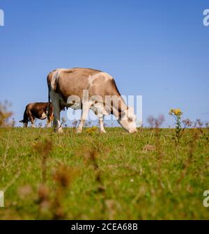 Kühe grasen auf Firle Beacon Spätsommer, East Sussex, Großbritannien Stockfoto