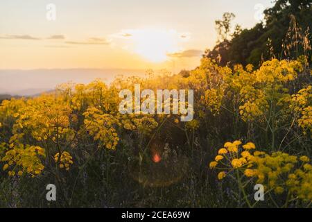 Alpenwiese mit blühenden großen gelben Dolden bei Sonnenuntergang mit Bäumen im Hintergrund aufgenommen in El Montcau, Barcelona, Spanien Stockfoto