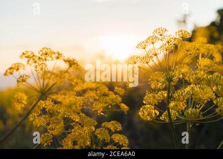 Schöne blühende gelbe Wildblumen und Sonnenuntergang Stockfoto
