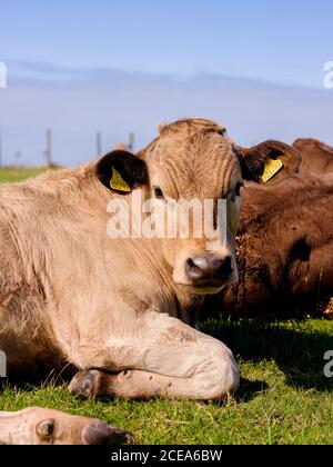 Kühe grasen auf Firle Beacon Spätsommer, East Sussex, Großbritannien Stockfoto