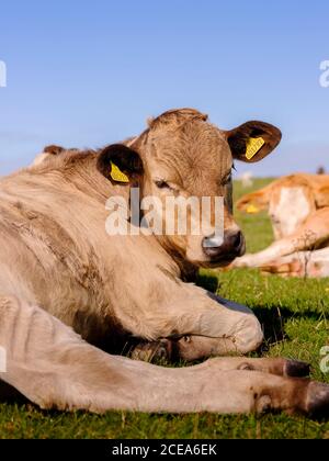 Kühe grasen auf Firle Beacon Spätsommer, East Sussex, Großbritannien Stockfoto