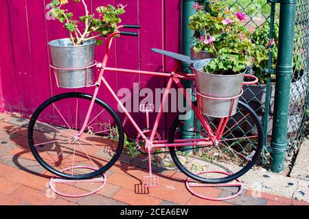 Ein Vintage Fahrrad geformter Blumentopf Halter außerhalb eines Zauns auf dem Bürgersteig in Annapolis. Dieser Retro-Stil rosa Fahrrad geformt dekorativen Artikel hält tw Stockfoto